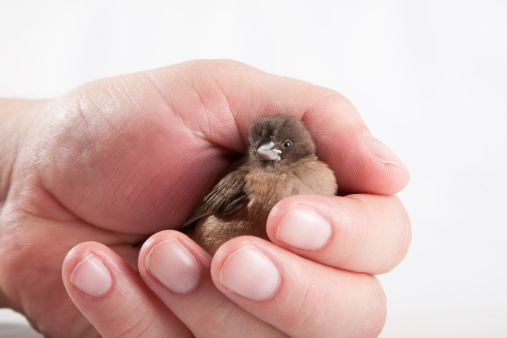 holding a baby bird putting stroke